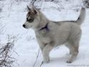 Siberian husky Free Soul of Legend of the Spirit "Nuggi"