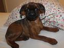 Griffon petit brabancon Leo