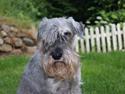 Mellemschnauzer Four Legs Danish Delight
