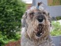 Mellemschnauzer Four Legs Dengsepigen