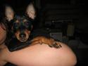 Dvaergpinscher Mokka