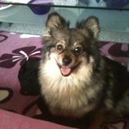 Amerikansk eskimohund Kenza