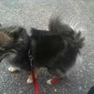 Amerikansk eskimohund Kenza
