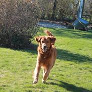 Golden retriever Kenzo <3 Mindrøm<3