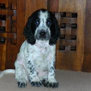 Cocker spaniel charlie