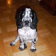Cocker spaniel charlie