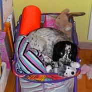 Cocker spaniel charlie