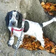 Cocker spaniel charlie