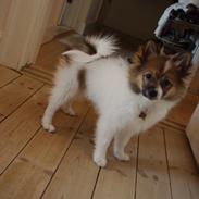 Volpino italiano Lucy