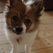 Volpino italiano Lucy