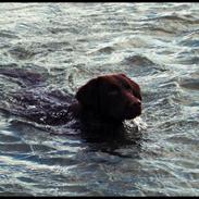 Blanding af racer <3Kenzo<3MESTER SPRINGEREN!!!!!!