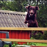 Blanding af racer <3Kenzo<3MESTER SPRINGEREN!!!!!!