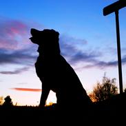 Blanding af racer <3Kenzo<3MESTER SPRINGEREN!!!!!!