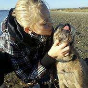 Border terrier Gizmo