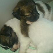 Papillon Coco Chanel