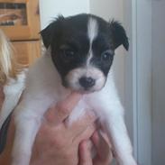 Papillon Coco Chanel