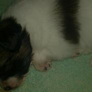 Papillon Coco Chanel