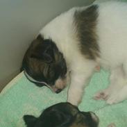 Papillon Coco Chanel