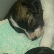 Papillon Coco Chanel