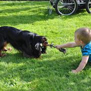 Cavalier king charles spaniel Bella