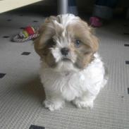 Shih tzu Jokhangs Bailey