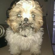 Shih tzu Jokhangs Bailey