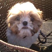 Shih tzu Jokhangs Bailey
