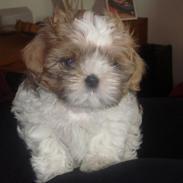 Shih tzu Jokhangs Bailey