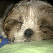 Shih tzu Jokhangs Bailey