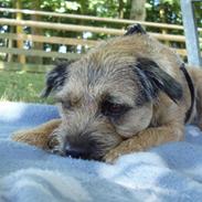 Border terrier Timon