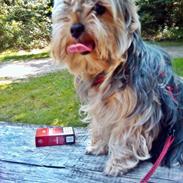 Yorkshire terrier Sio Fück Skod