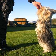 Yorkshire terrier Sio Fück Skod