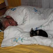 Yorkshire terrier Sio Fück Skod