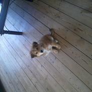 Blanding af racer Tjalfe