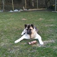 American Akita Mufti