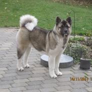 American Akita Mufti