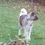 American Akita Mufti