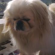 Pekingeser Nuser