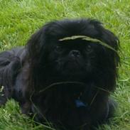 Pekingeser Nuser