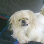 Pekingeser Nuser
