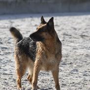 Schæferhund Liliendahls Toska