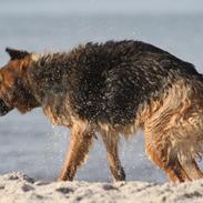 Schæferhund Liliendahls Toska