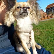 Chihuahua Micka