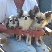 Chihuahua Micka