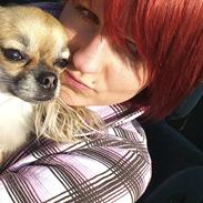 Chihuahua Micka