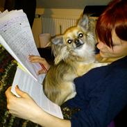 Chihuahua Micka