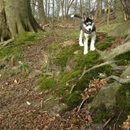 Siberian husky Dansa