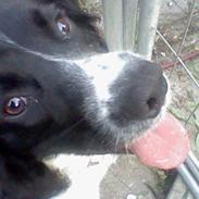 Engelsk springer spaniel coco