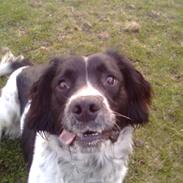 Engelsk springer spaniel coco