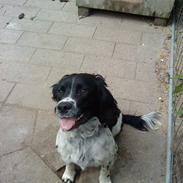 Engelsk springer spaniel coco
